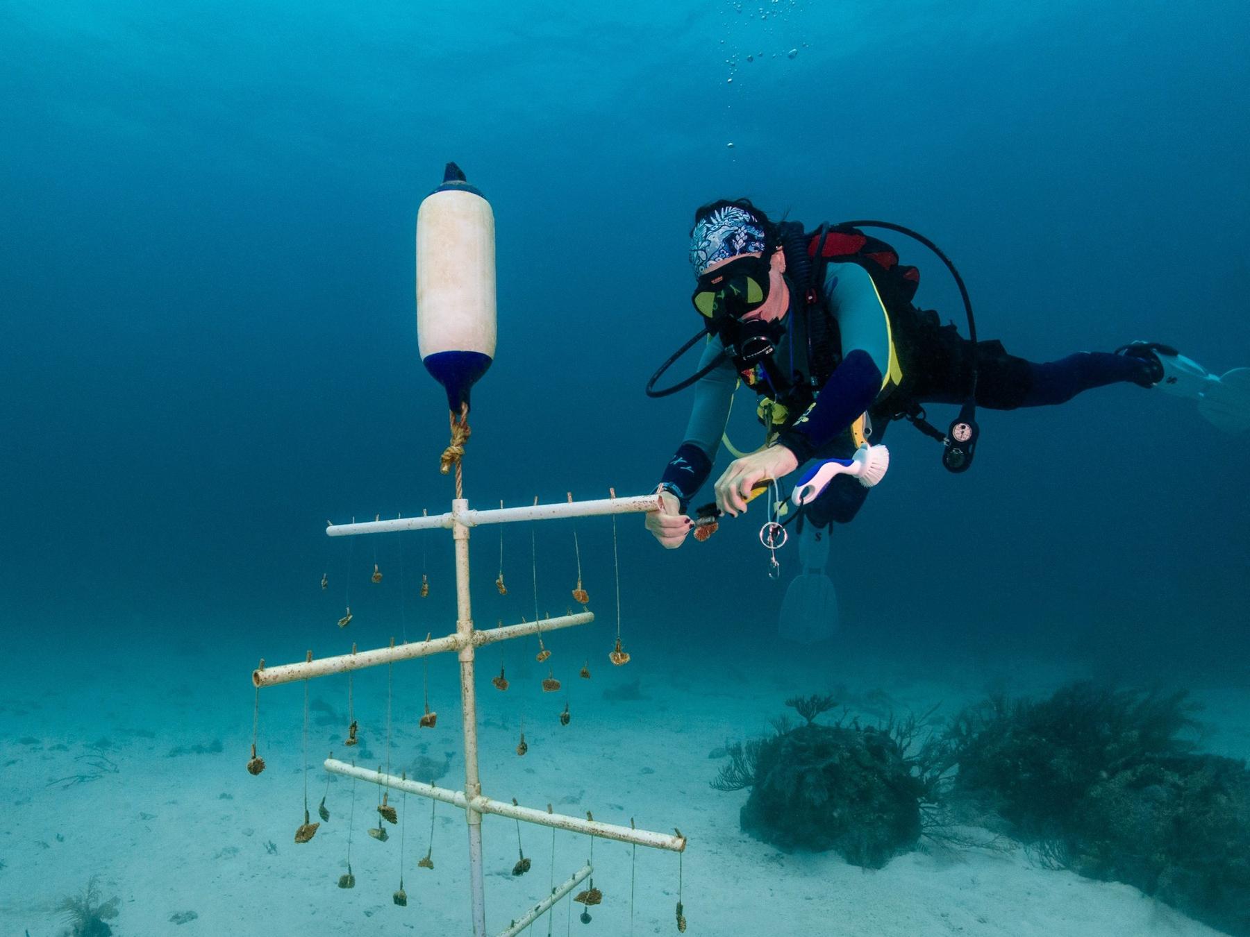 Clear reef water and coral habitat