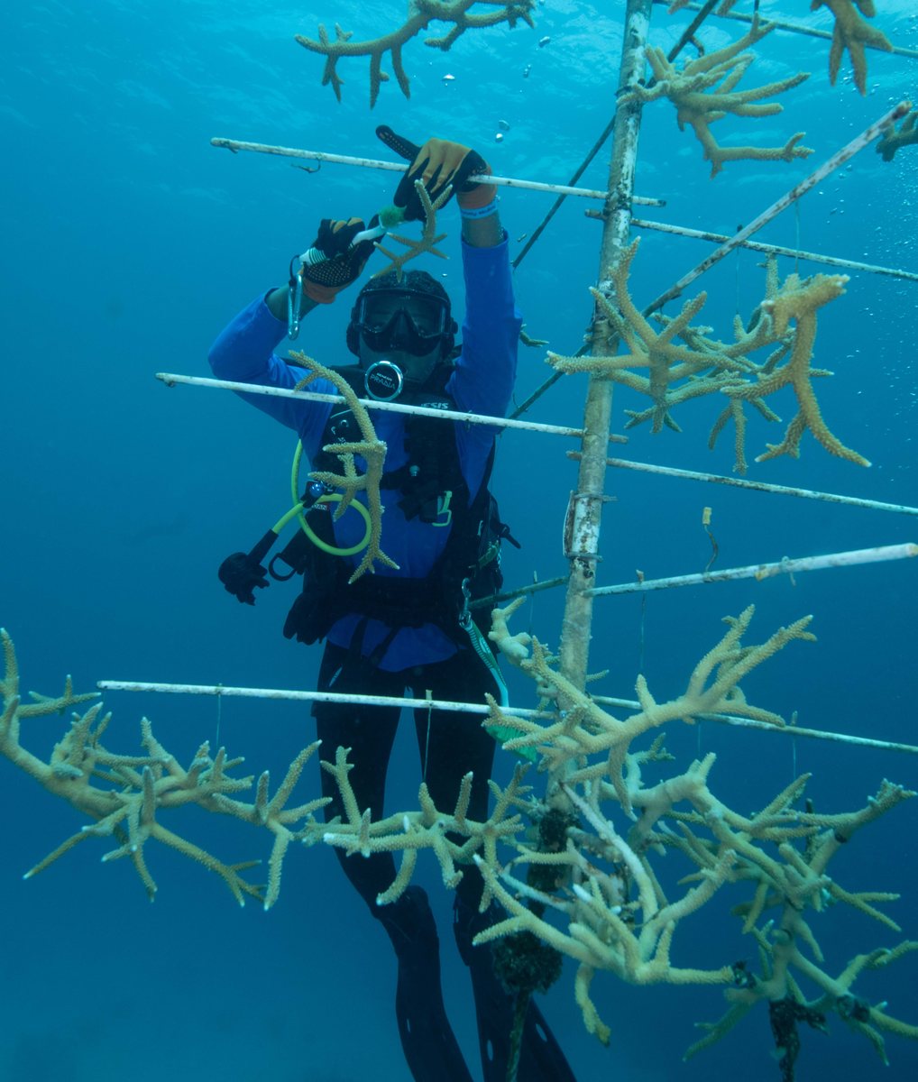 Coral nursery structure for sponsorship
