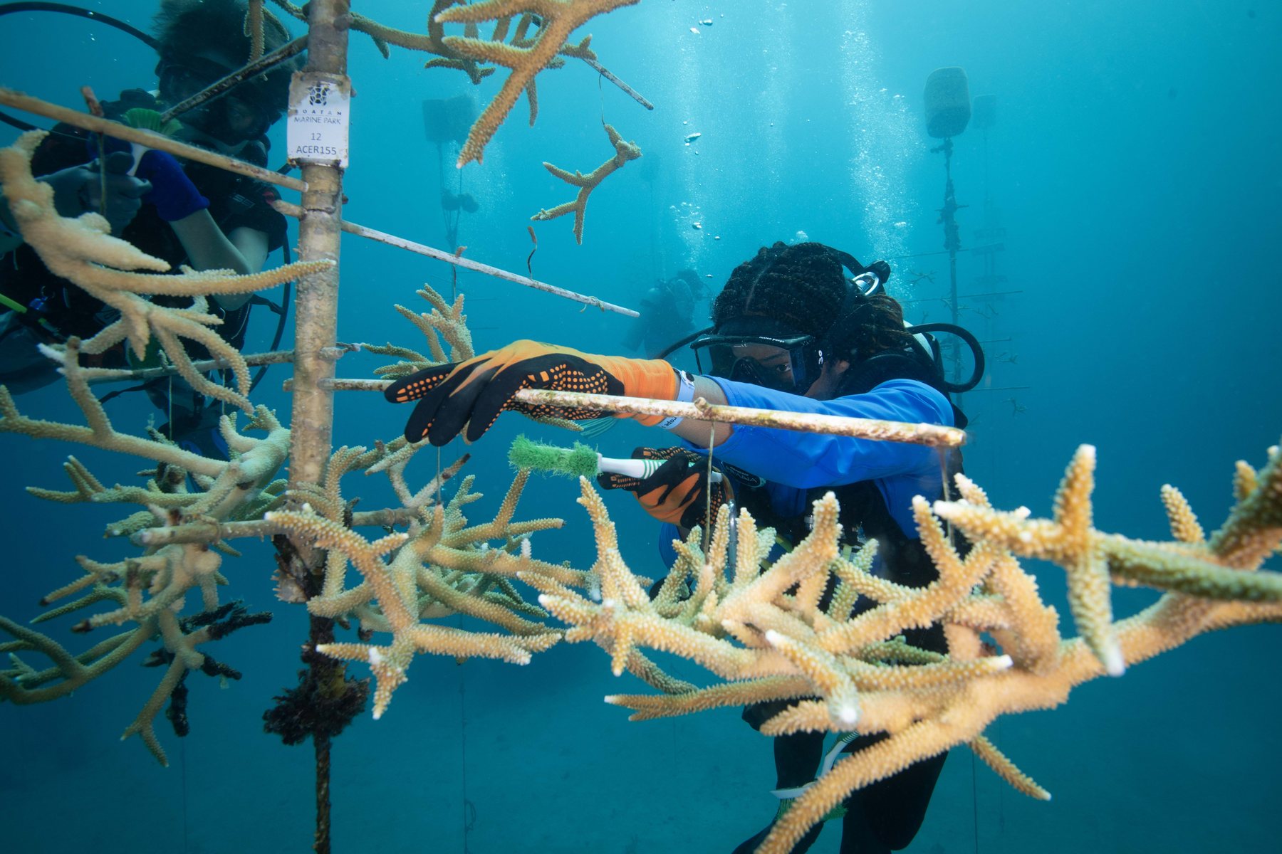 Diver working with coral restoration