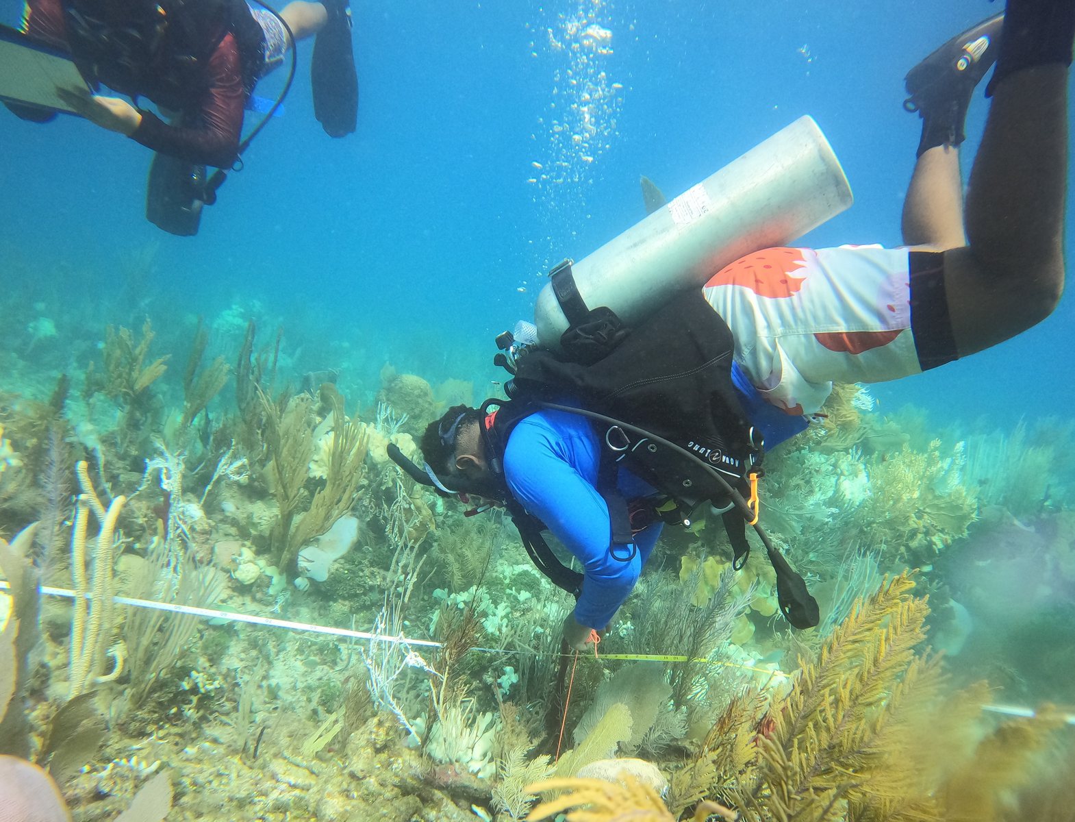 Diver supporting coral restoration work