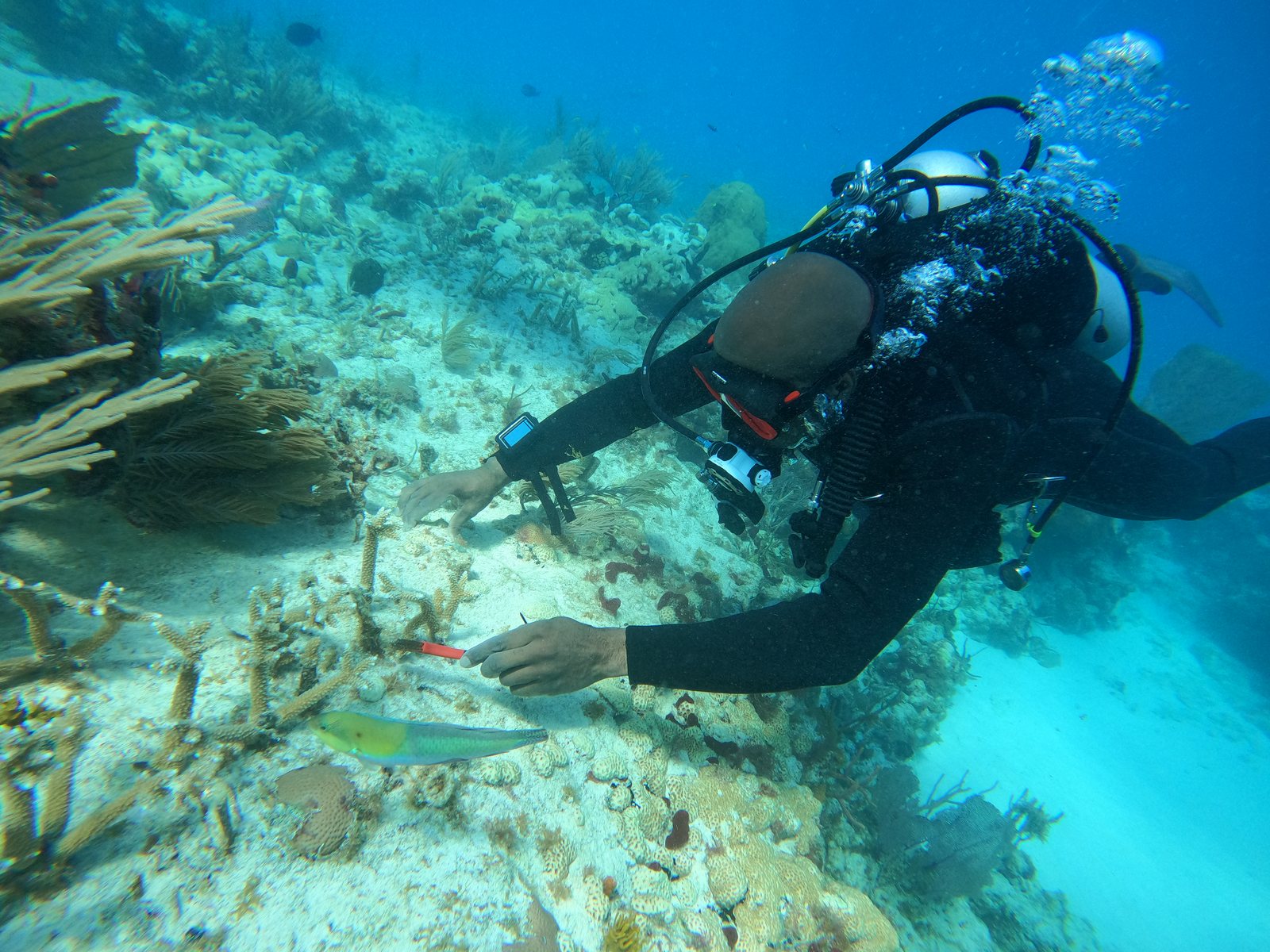 Diver working over coral habitat