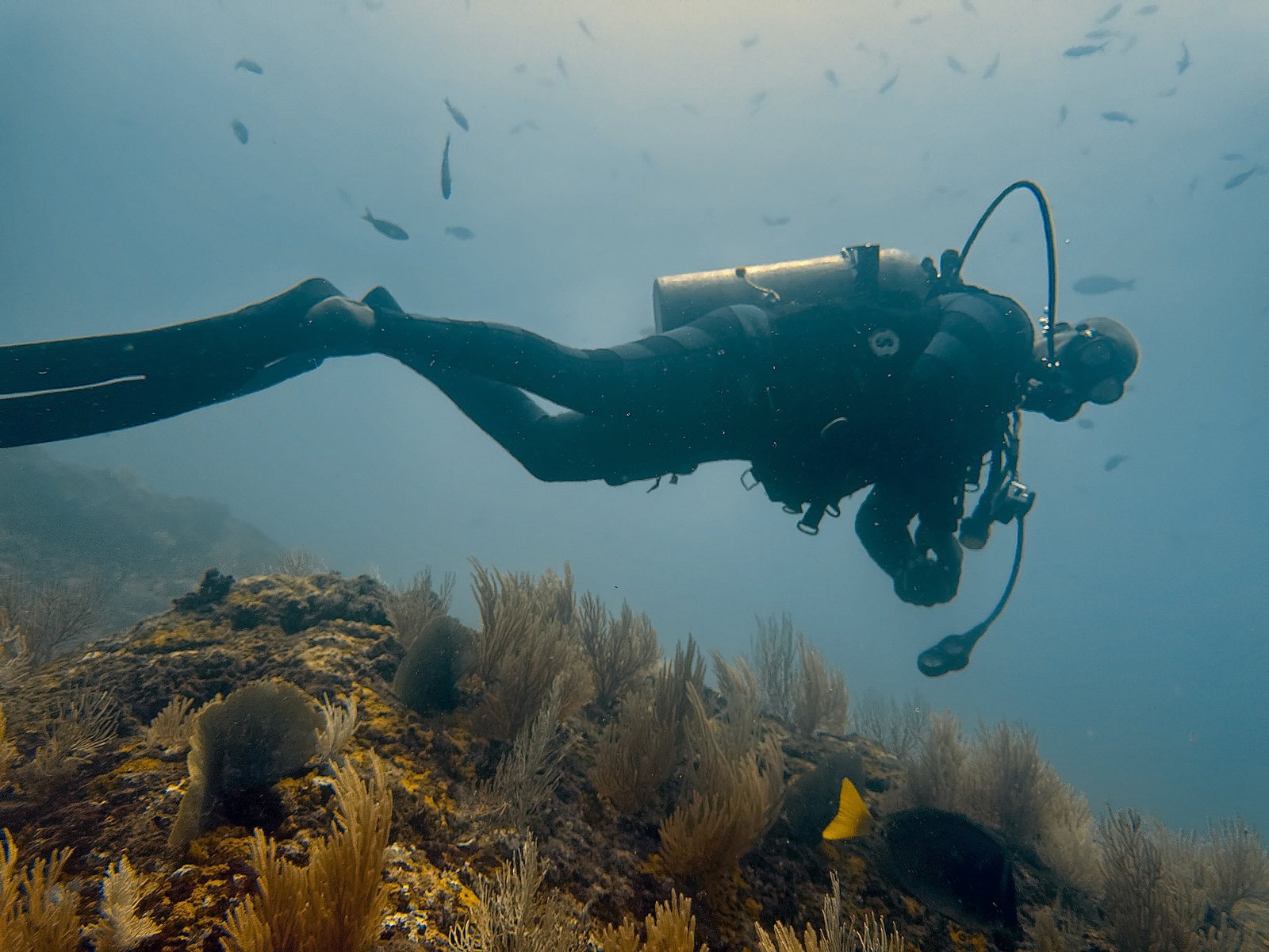 Reef scene for general donations
