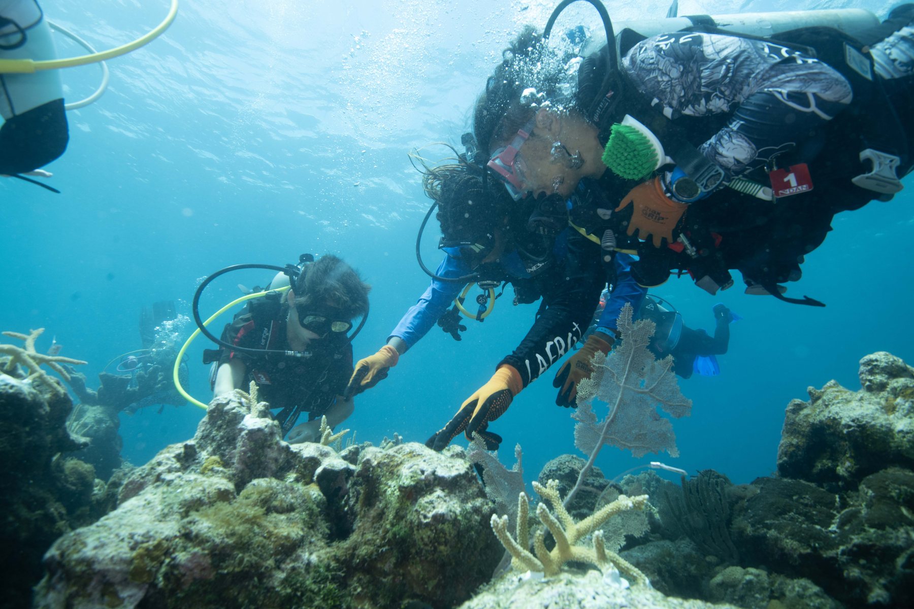Conservation diver restoring coral underwater