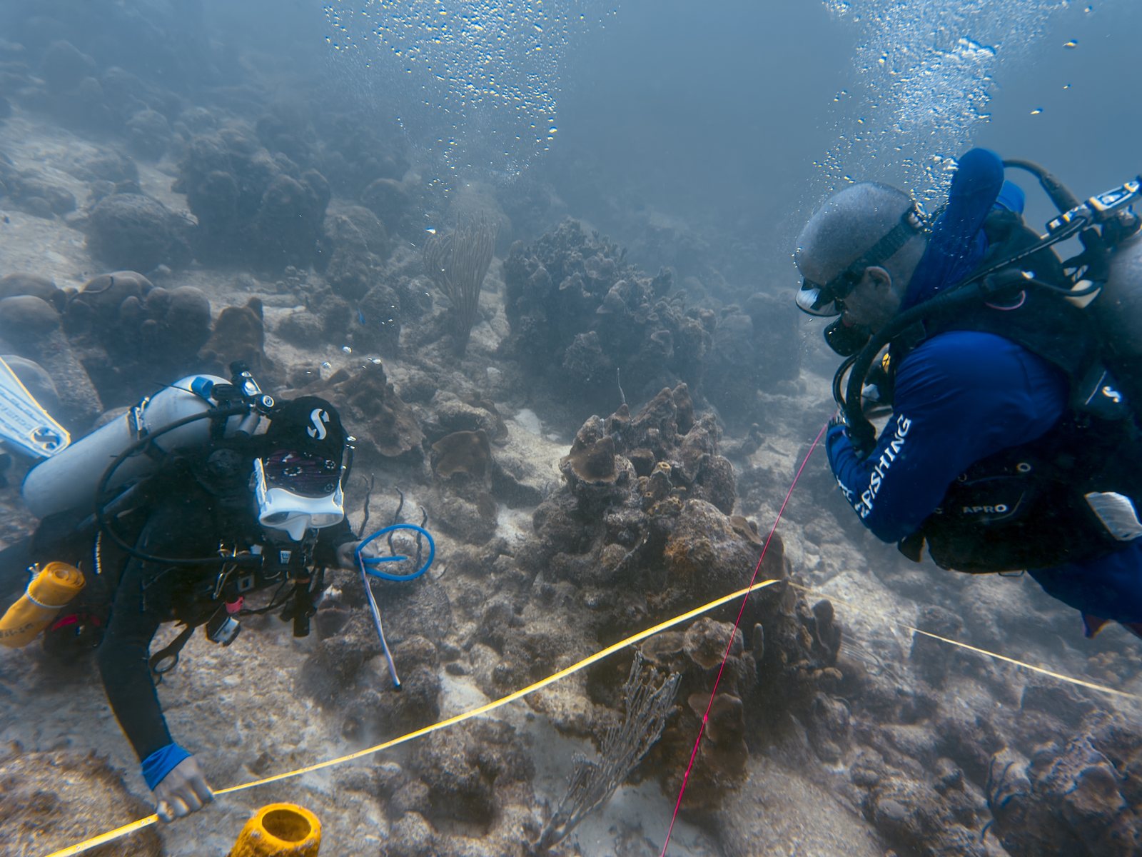 Diver completing reef survey work