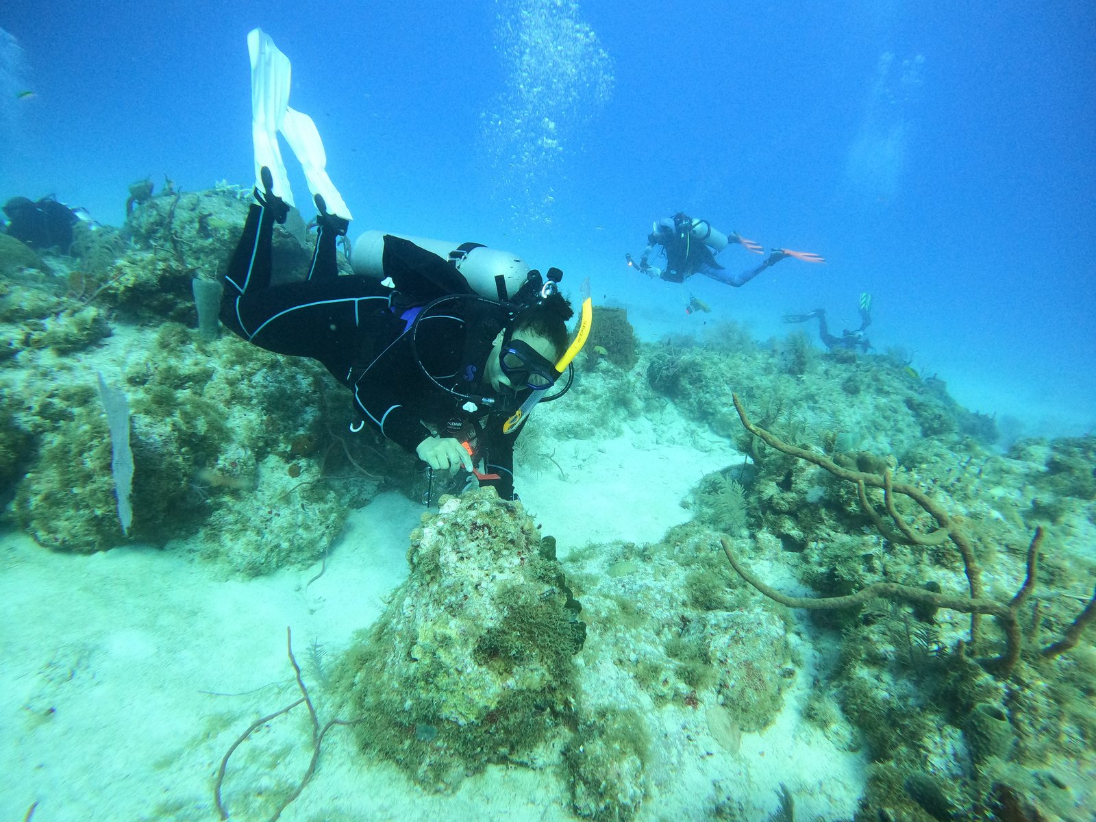 Diver working over reef habitat