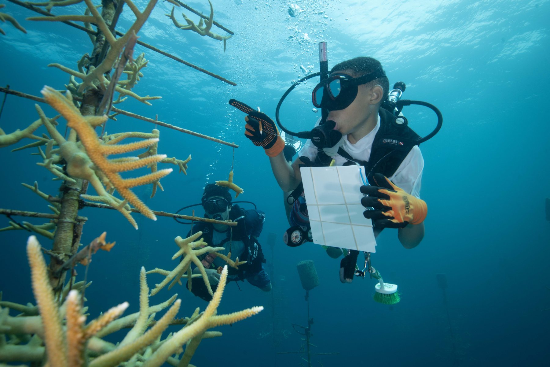 Diver surveying coral nursery structures