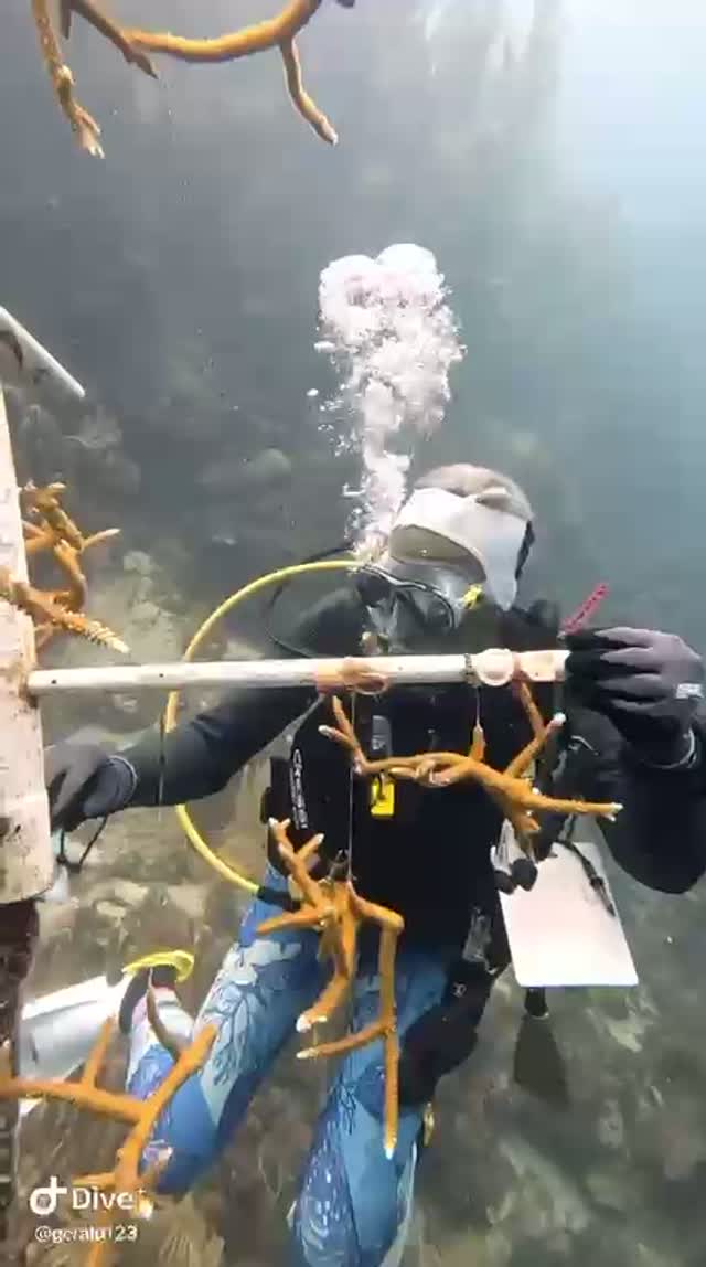 The power of coral restoration.
