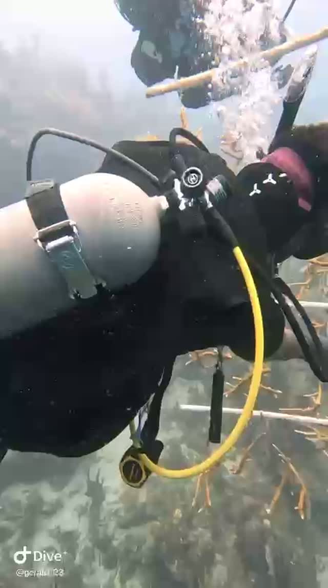 Science in action: restoring reefs.