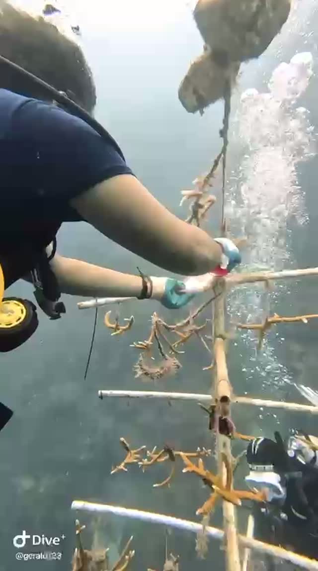 Community-driven ocean conservation.